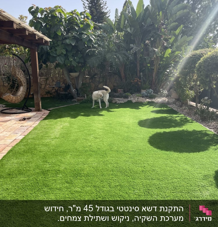 דשא ירוק ועצים בגינה פרטית